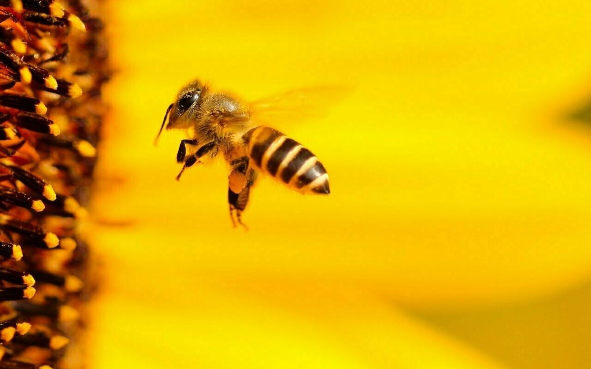 Eine Biene im Hintergrund eine gelbe Sonnenblume Eine Biene im Hintergrund eine gelbe Sonnenblume